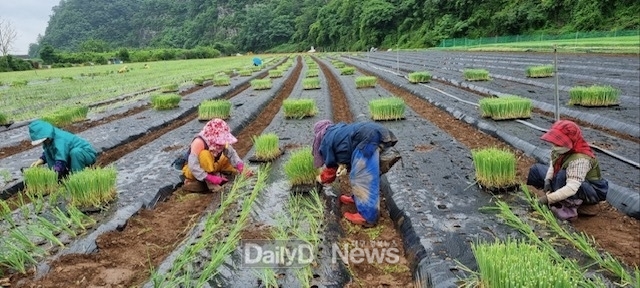 영천시, 일손 필요 농가×농촌 일자리 구직자 매칭 개시