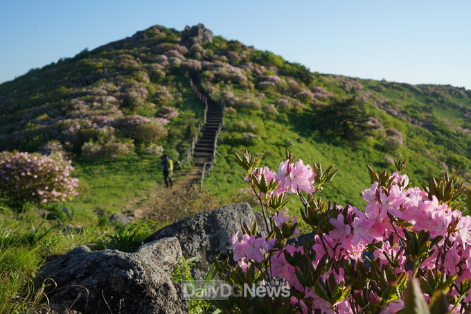 영주 소백산 철쭉