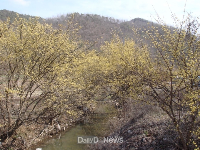 의성_산수유