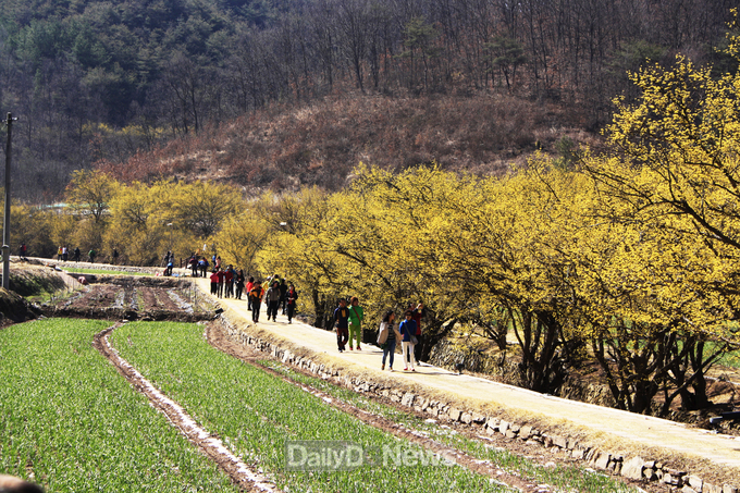경상북도 제공) (의성)산수유길풍경