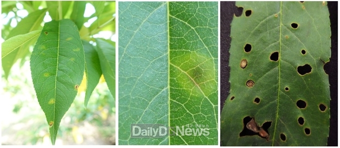 경산시, 세균구멍병 방제약제 2종 배부 및 적기 살포 당부
