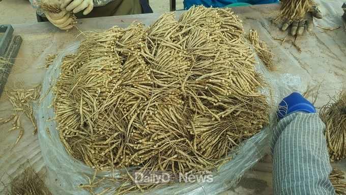 경상북도 제공) 인삼 모종 뒤선별