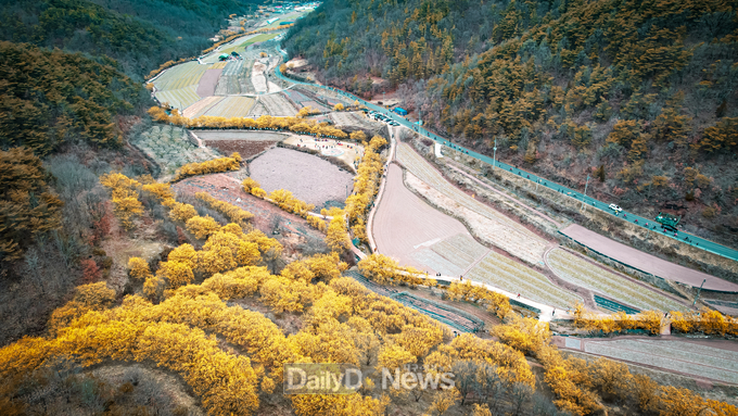 의성군, 제17회 산수유마을꽃맞이행사 성료