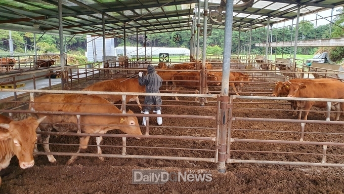(참고사진) 구제역 백신접종 사진