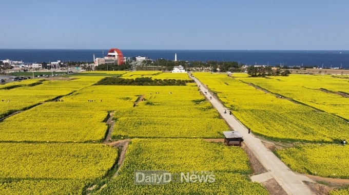 유채꽃과 벚꽃이 전하는 화려한 봄소식, 포항에서 만나세요
