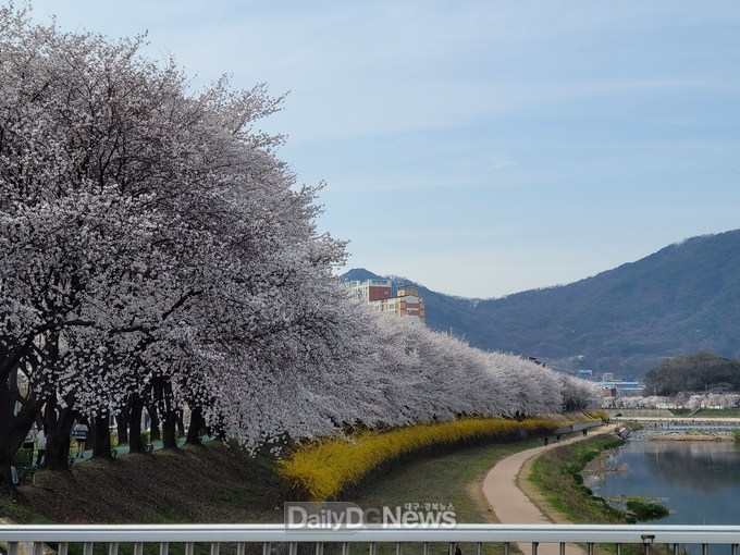 상주시 계림동)북천 벚꽃 산책로