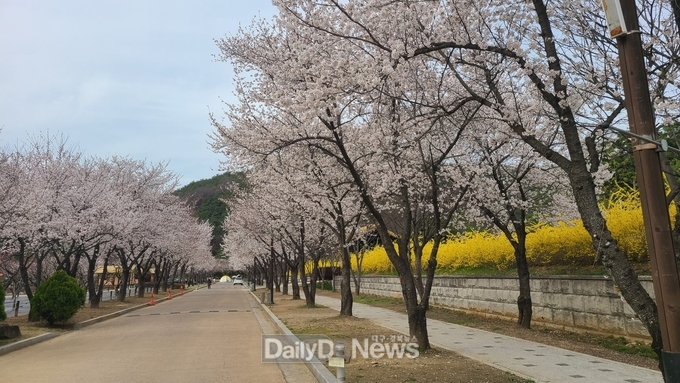 고령군, 관광지마다 봄꽃 만개