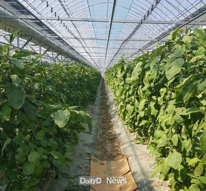 사진은 시설재배 채소 장면