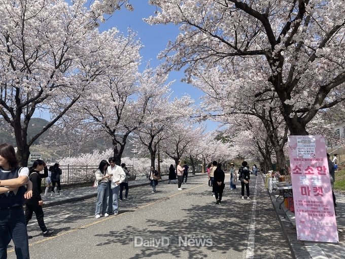 청도소싸움경기장, 소(牛)소(牛)한 벚꽃마켓