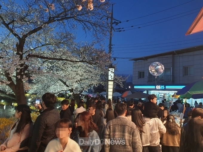 김천연화지 벚꽃, 전국 명소로 자리매김