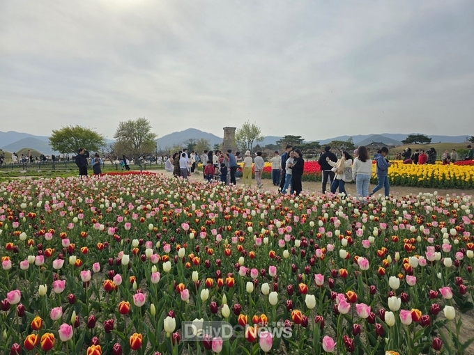 동부사적지 일원에 만개한 튤립을 보기 위해 시민과 관광객들이 붐비고 있다.