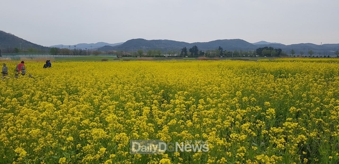 황남고분군 일원에 만개한 유채꽃을 보기 위해 시민과 관광객들이 붐비고 있다.