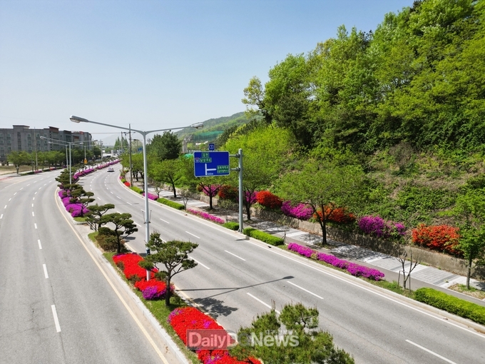 상주시, 경북대학교 ~ 시내까지 철쭉, 꽃잔디 만개
