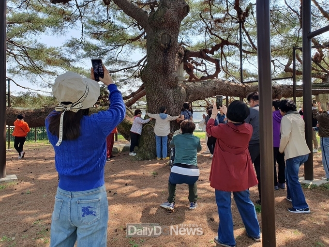 예천군, ‘천연기념물 천향리 석송령 4월 한시 개방!