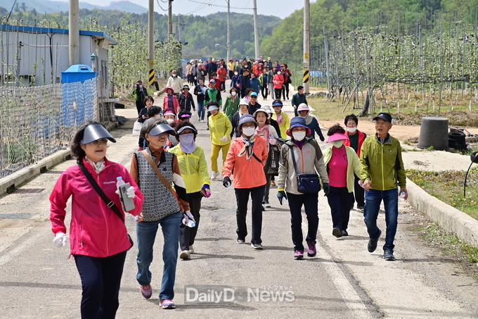 청송군, 사과꽃길 걷기 성황리 개최, 현서면 주민 400명 참석