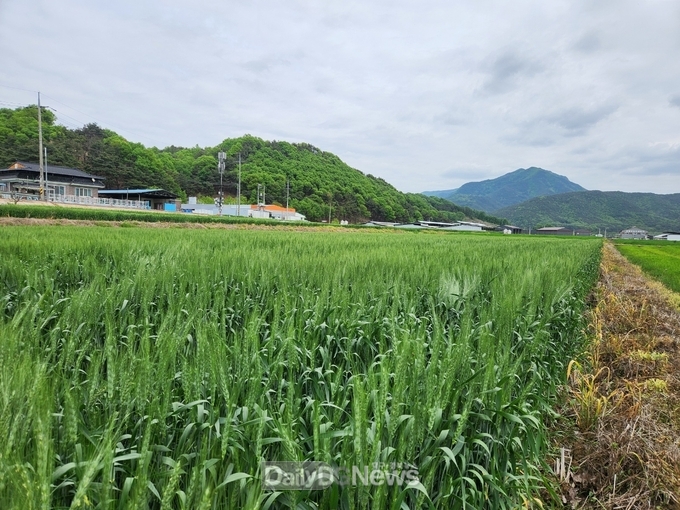 잦은 강수로 맥류 붉은곰팡이병 확산 우려