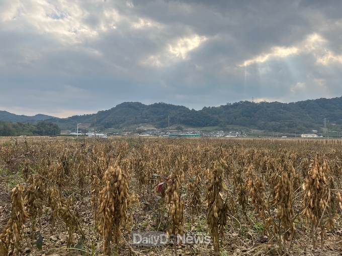 빛나두 수확기