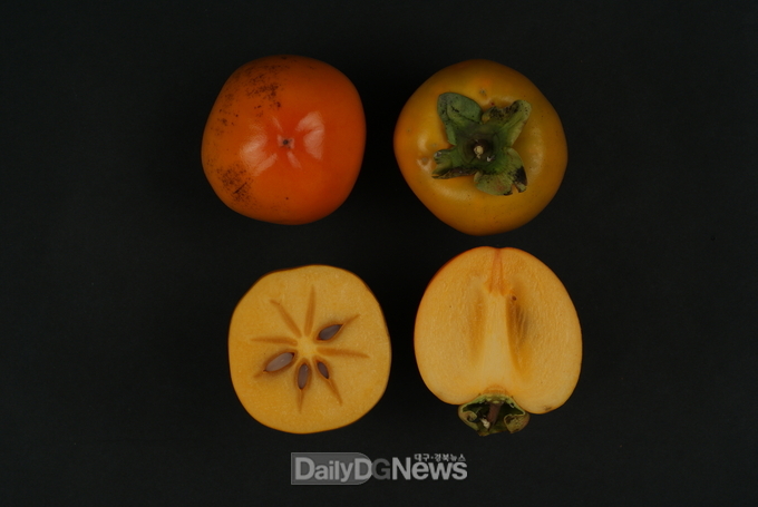러브폴리' 종단면(완전떫은감)