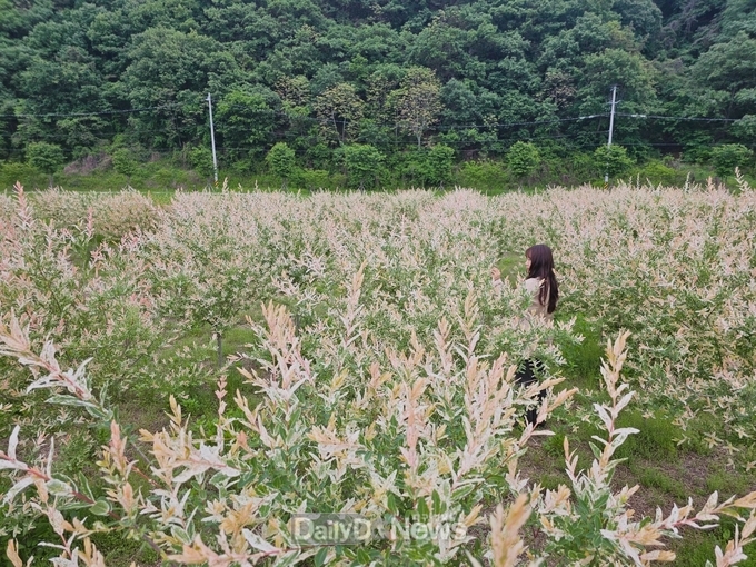 고령군 대가야 어북실 삼색버드나무