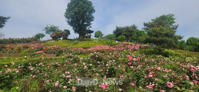 상주시 함창명주테마파크 장미동산