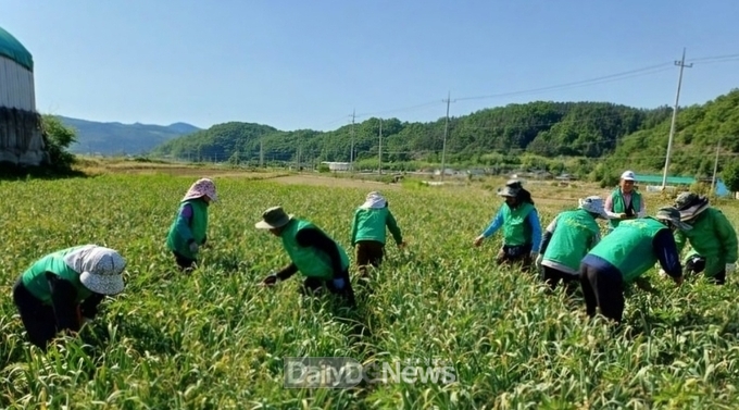 산성면 새마을남녀지도자회 마늘쫑 뽑기 일손돕기 나서