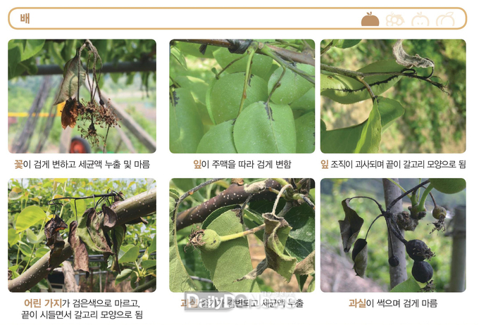 김천시, 과수화상병 유입 차단 총력