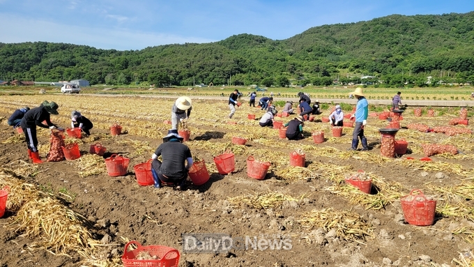 고령군 농업정책과, 총무과, 인구정책과 농촌일손돕기 실시
