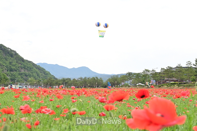 산소카페 청송군 주왕산관광단지에 꽃양귀비 개화 시작