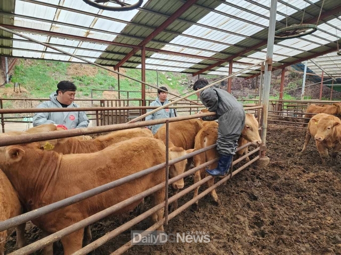 울진군, 송아지 럼피스킨 백신 일제접종 실시
