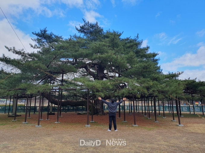예천군‘석송령’, 한국관광공사 추천 6월 관광지 선정
