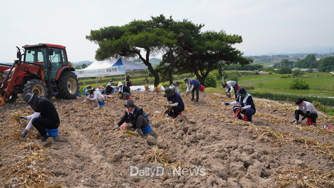 농업기술원 다-Dream 봉사단, 농번기 일손 부족 현장으로 출동!