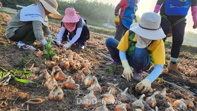 예천군여성단체협의회, 풍양면 청곡리에서 ‘양파 수확 일손돕기’ 봉사활동 실시