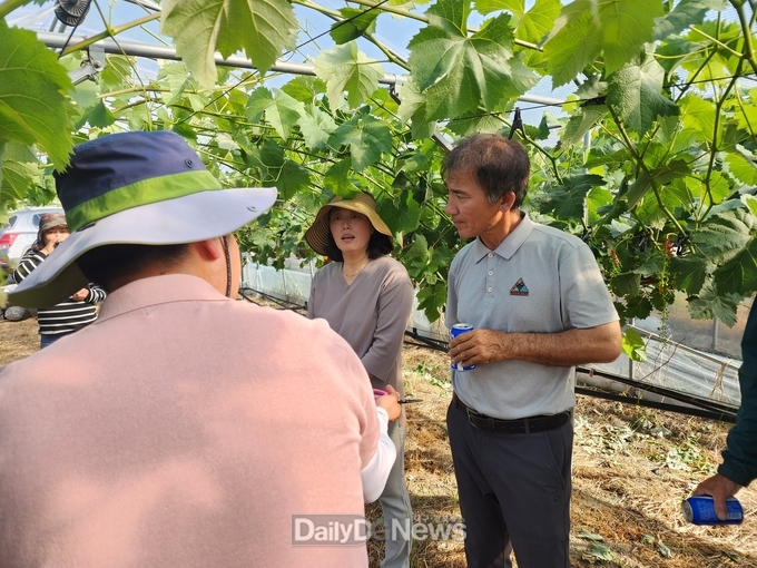 고령군, 고품질 샤인머스켓 교육 실시 4회