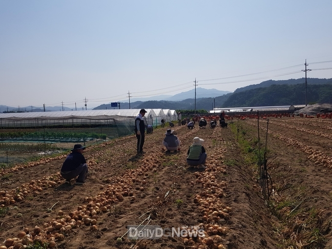 김천시 조마면, 양파 수확기 농촌 일손 돕기 진행