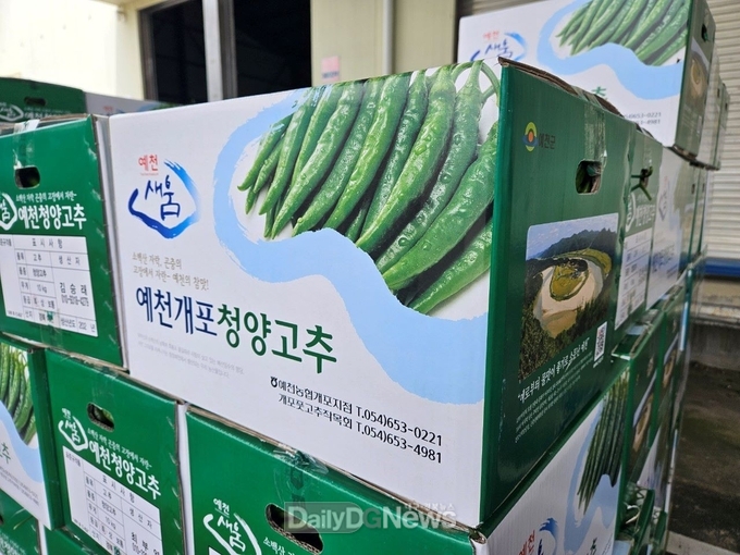 예천군 아삭, 매콤한 맛 자랑하는 풋고추 첫 출하!