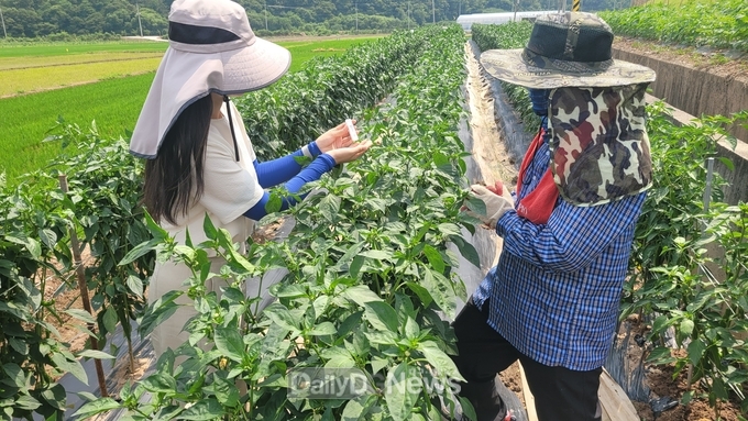 의성군, 고추 바이러스 현장 진단 서비스 제공