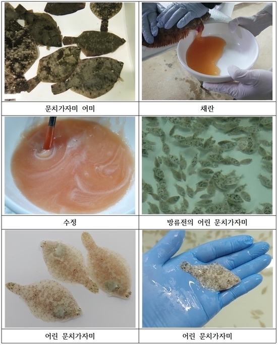 문치가자미 종자생산 과정