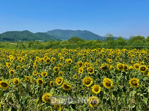 안동시 풍산읍, 낙동강변 따라 해바라기단지 조성