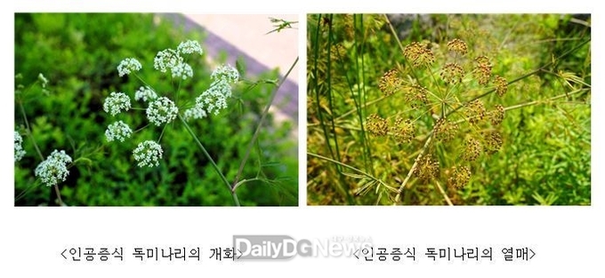 국립낙동강생물자원관, 멸종위기 II급 담수식물 독미나리 인공증식 성공
