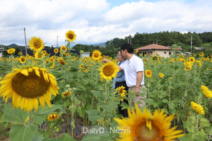 이서면, 수백송이 해바라기 관광객 발길 사로잡다