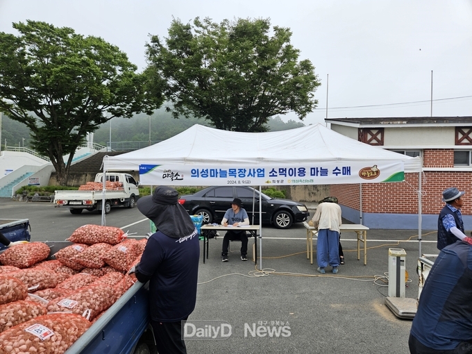 의성군, 의성마늘목장 사료용 한지형 마늘 수매