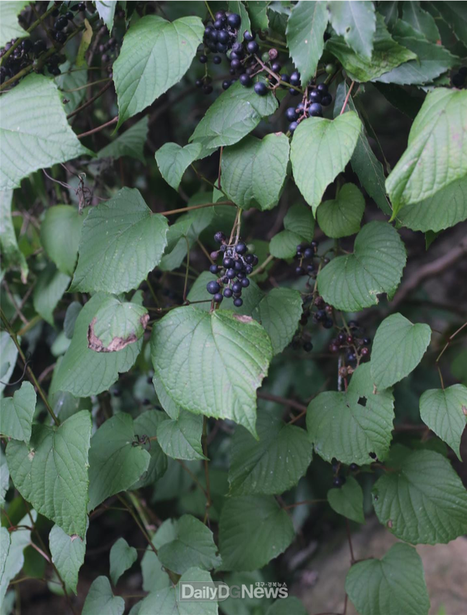 포도속 식물인 새머루(Vitis flexuosa Thunb.)