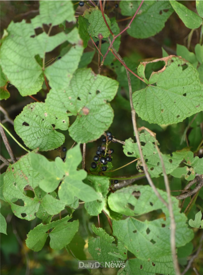포도속 식물인 왕머루(Vitis amurensis Rupr.)