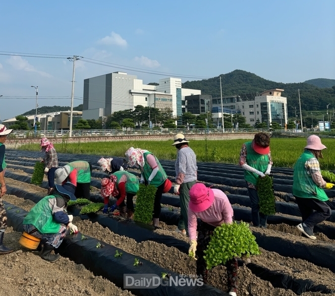 군위읍 새마을지도자회,‘사랑나눔 배추 심기’로 이웃사랑 실천