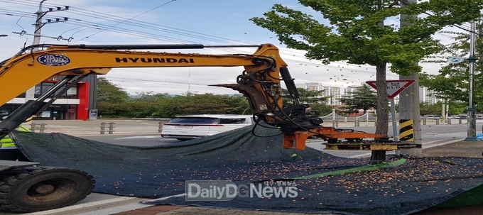 칠곡군, 은행열매 조기 채취