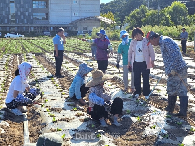 의성군 치매친화마을, 치유텃밭 배추심기 실시