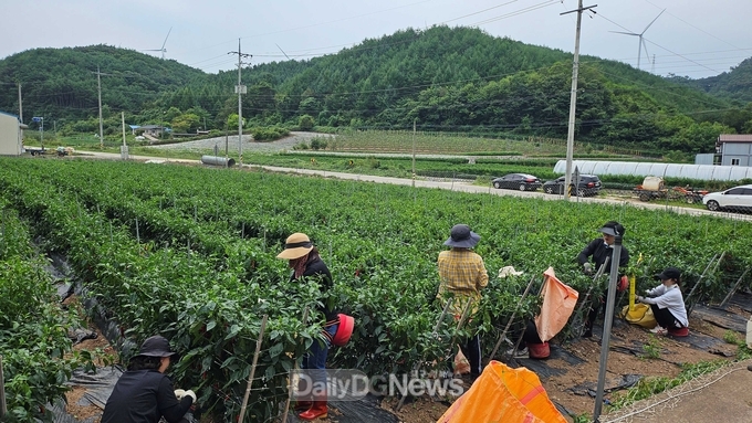 영양읍, 가을철 농촌일손돕기 실시