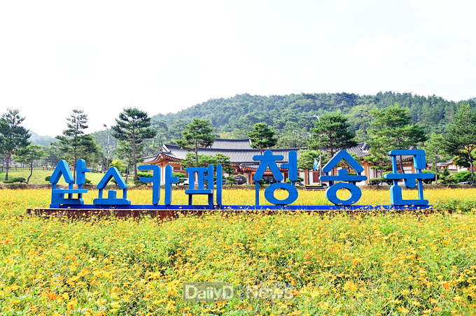 산소카페 청송군, 황화코스모스 구경하러 오세요