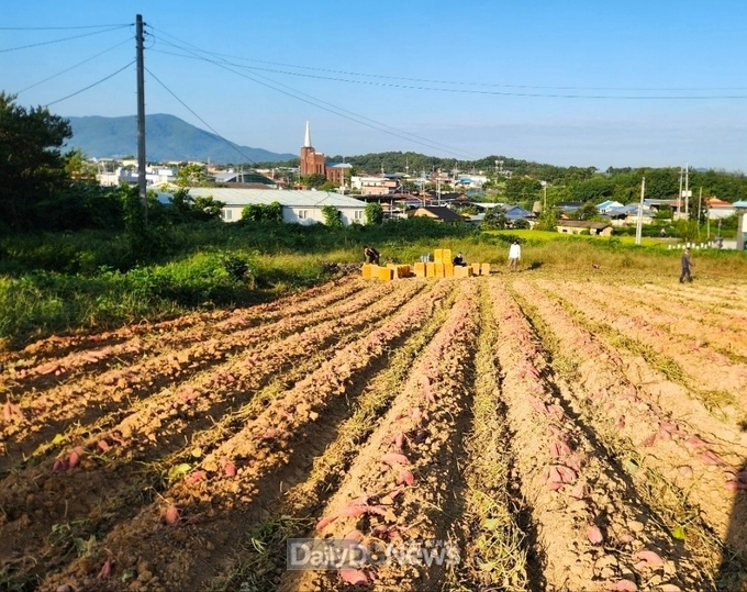 의성군, 무병주 고구마 시범재배 사업 첫 수확 실시