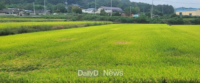 예천군, 벼 생육 후기 벼멸구 적기 방제 당부